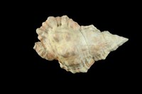 藏品(果粒蛙螺)的圖片